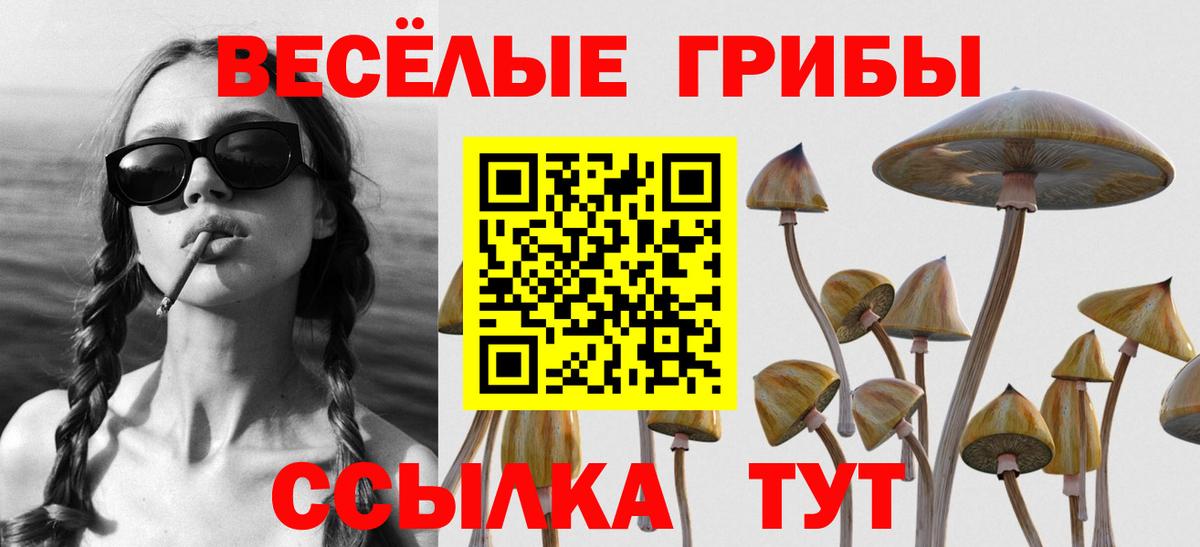 Галлюциногенные грибы Psilocybe Железногорск